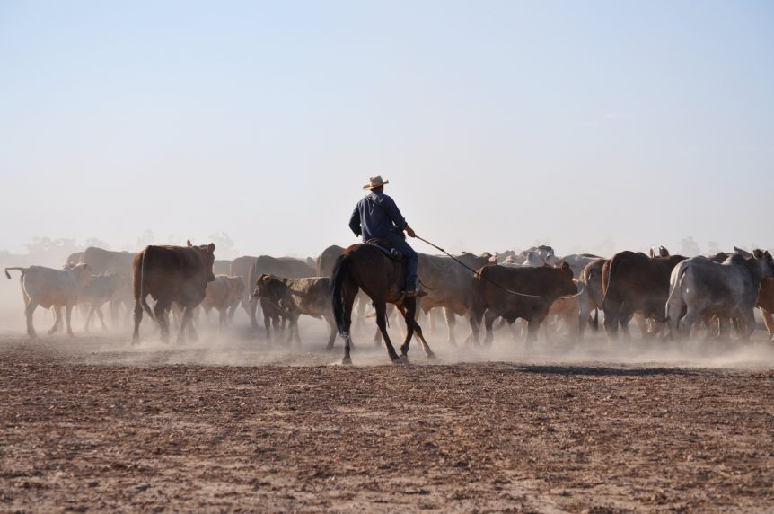 paraway-davenport-northern-cattle-muster