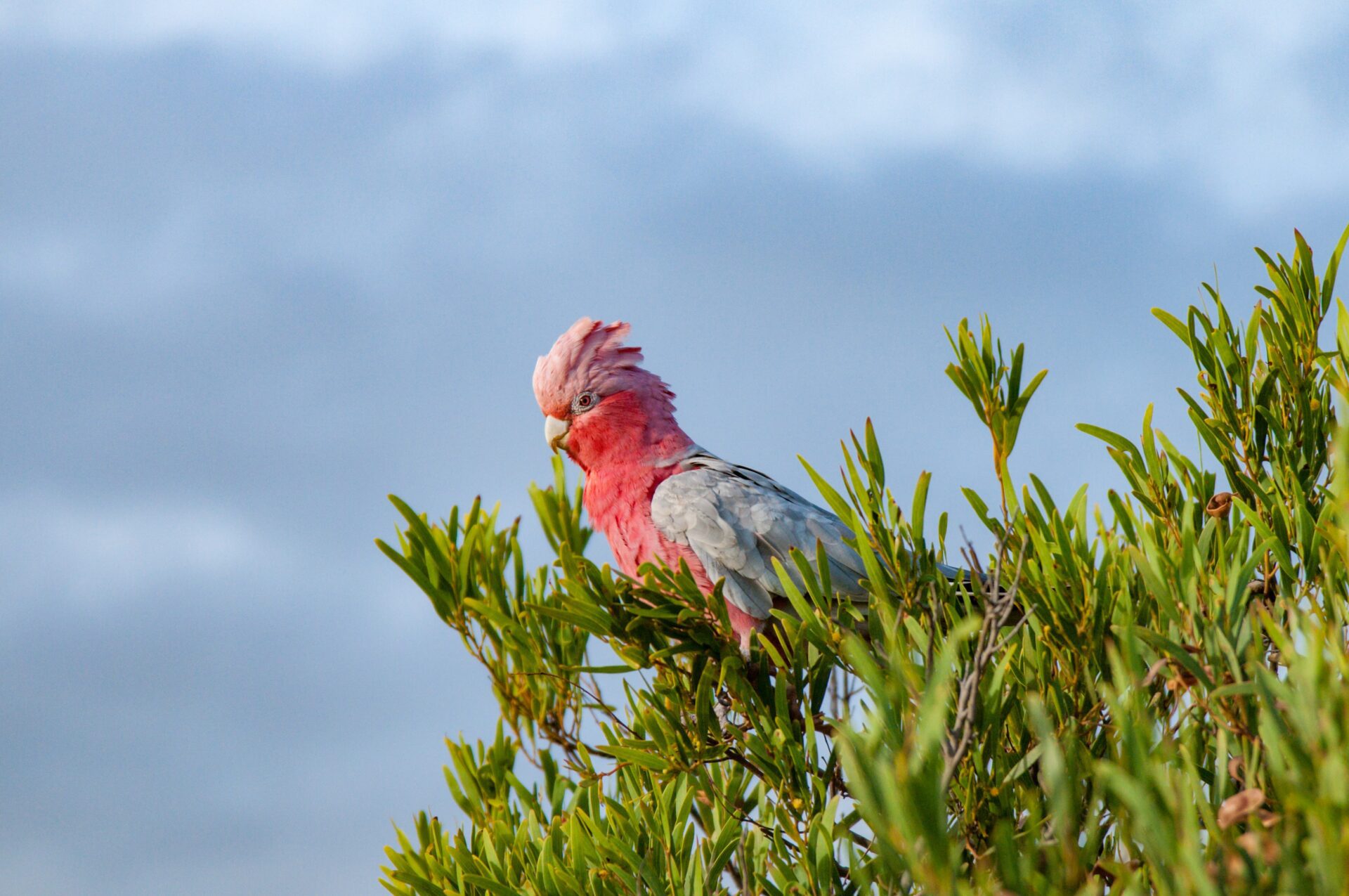 Accelerating Policy Investment In 2024 Carbon Market Institute   Bird 2 Scaled 